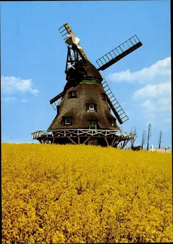 Ak Alte Windmühle in Ostholstein, Rapsfeld