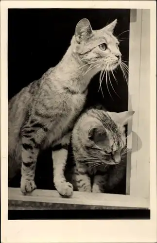 Ak Zwei Hauskatzen an einem Fenster