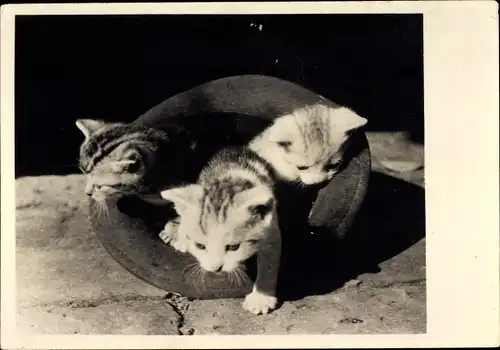 Ak Drei Kätzchen, Hauskatzen in einem Hut