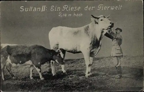 Ak Sultan II, Ein Riese der Tierwelt, 2.10m hoch