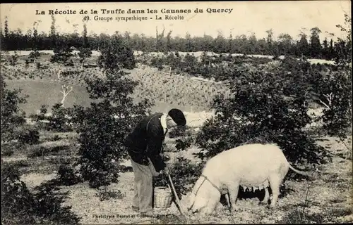 Ak Quercy Lot, Récolte de la Truffe dans les Causses, Groupe sympathique, Récolte, Trüffelschwein