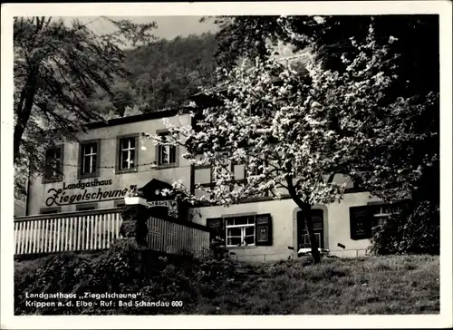 Ak Krippen Bad Schandau in Sachsen, Landgasthaus Ziegelscheune