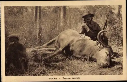 Ak Banting, Taureau sauvage, Büffeljagd