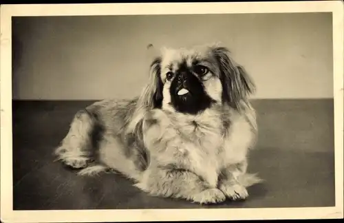 Ak Portrait eines Pekingese Hundes