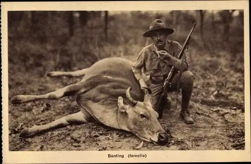 Ak Banting, femelle, Büffeljagd