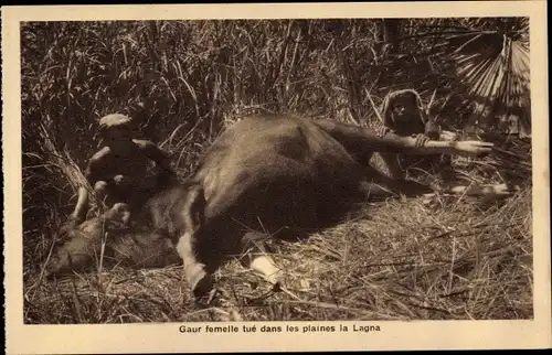 Ak Gaur femelle tué dans les plaines de Lagna, Büffeljagd