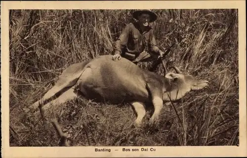 Ak Banting, Bos son Dai Cu, Büffeljagd