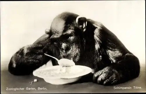 Ak Berlin, Zoologischer Garten, Schimpansin Titine