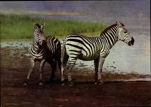 Ak Böhm Zebras am Ufer