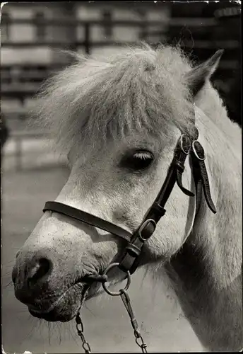 Ak Pony mit Zaumzeug, Mähne