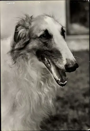 Ak Barsoi, Russischer Windhund, Hundeportrait