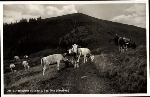 Ak Am Zwieselkreuz bei Bad Tölz Oberbayern, Kühe auf der Weide