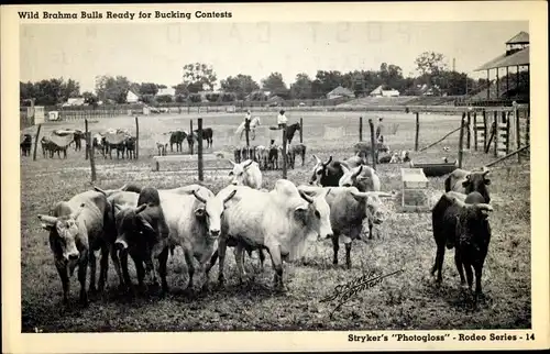 Ak Texas USA, Wild Brahma Bulls ready for Bucking Contests, Rodeo