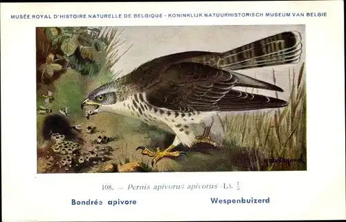 Künstler Ak Dupond, Hub., Pernis apivorus, Wespenbussard