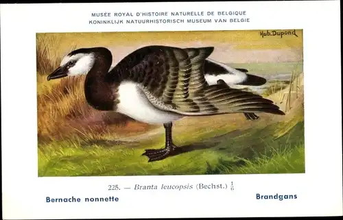 Künstler Ak Dupond, Hub., Branta leucopsis, Brandgans