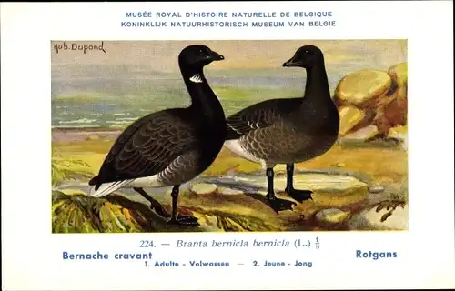 Künstler Ak Dupond, Hub., Branta bernicla, Rotgans