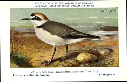 Künstler Ak Dupond, Hub., Charadrius alexandrinus, Seeregenpfeifer