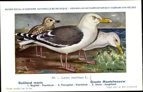 Künstler Ak Dupond, Hub., Larus marinus, Mantelmöwe