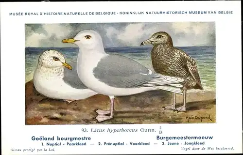 Künstler Ak Dupond, Hub., Larus hyperboreus, Eismöwe