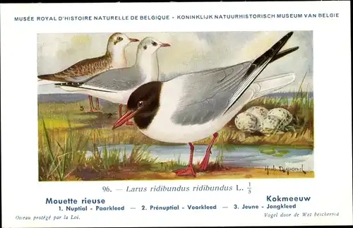 Künstler Ak Dupond, Hub., Larus ridibundus, Lachmöwe