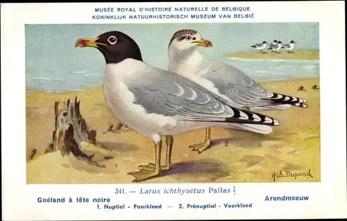 Künstler Ak Dupond, Hub., Larus ichthyaetus, Fischmöwe