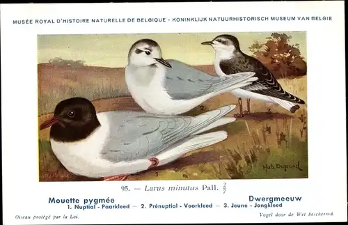 Künstler Ak Dupond, Hub., Larus minutus, Zwergmöwe