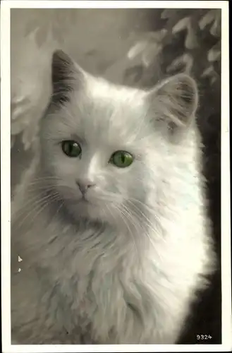 Ak Weiße Katze mit grünen Augen