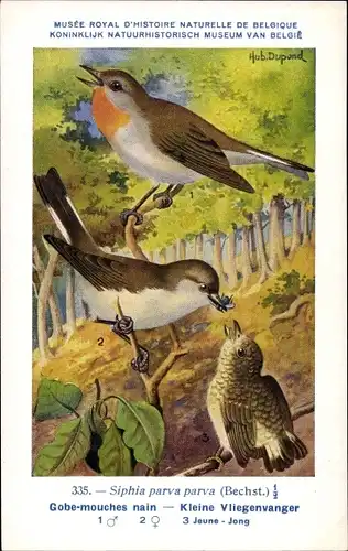 Künstler Ak Dupond, Hub., Siphia parva, Zwergschnäpper