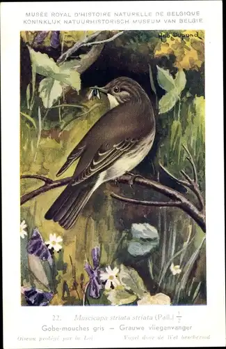 Künstler Ak Dupond, Hub., Muscicapa striata, Grauschnäpper