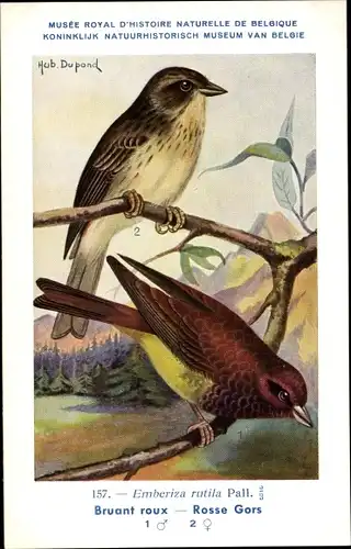 Künstler Ak Dupond, Hub., Emberiza rutila, Kastanienammer