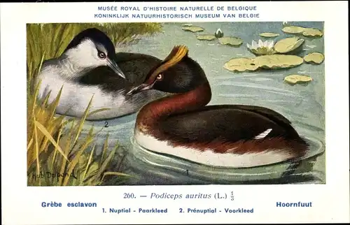 Künstler Ak Dupond, Hub., Podiceps auritus, Ohrentaucher