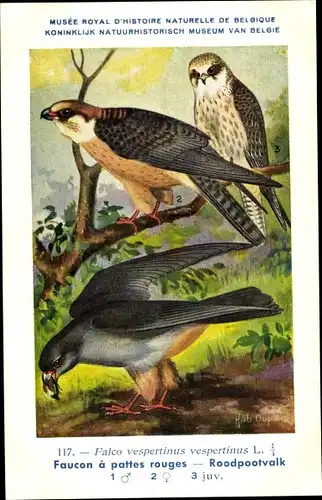 Künstler Ak Dupond, Hub., Falco vespertinus, Rotfußfalke