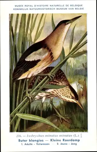 Künstler Ak Dupond, Hub., Ixobrychus minutus, Zwergdommel