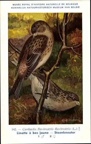 Künstler Ak Dupond, Hub., Carduelis flavirostris, Berghänfling