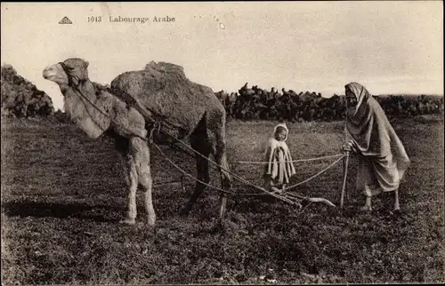 Ak Labourage  Arabe, Mann bei der Feldarbeit mit einem Kamel