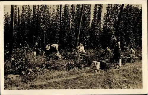 Ak Hopfenpflücker bei der Ernte