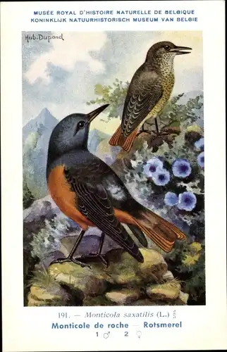 Künstler Ak Dupond, Hub., Monticola saxatilis, Steinrötel