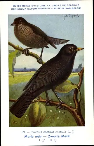 Künstler Ak Dupond, Hub., Turdus merula, Amsel