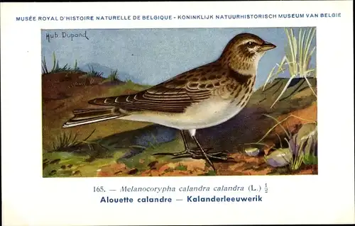 Künstler Ak Dupond, Hub., Melanocorypha calandra, Kalanderlerche