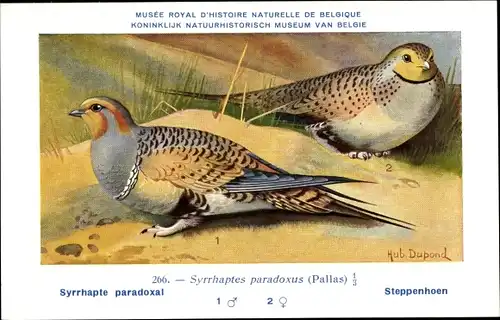 Künstler Ak Dupond, Hub., Syrrhaptes paradoxus, Steppenhuhn