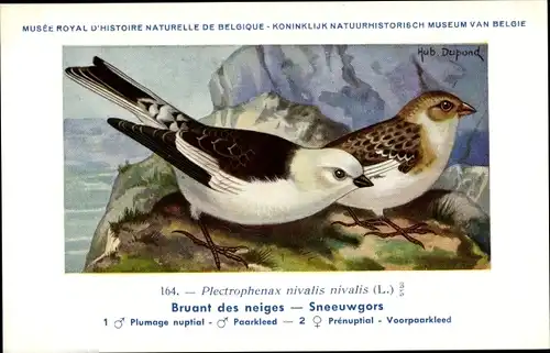 Künstler Ak Dupond, Hub., Plectrophenax nivalis, Schneeammer