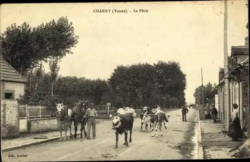 Ak Charny Yonne, Le Patis, Straßenpartie, Rinder, Pferde