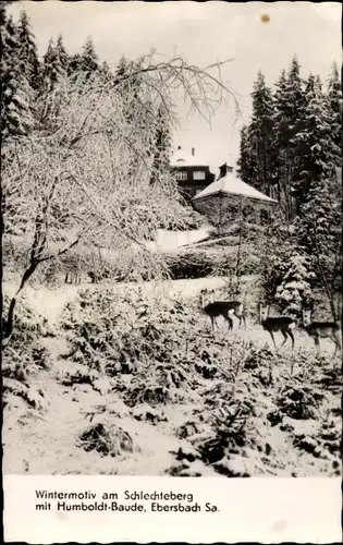 Ak Ebersbach in Sachsen Ebersbach Neugersdorf, Wintermotiv am Schlechteberg, Humboldt Baude