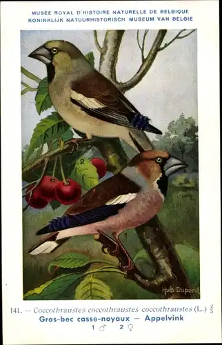 Künstler Ak Dupond, Hub., Coccothraustes coccothraustes, Kernbeißer