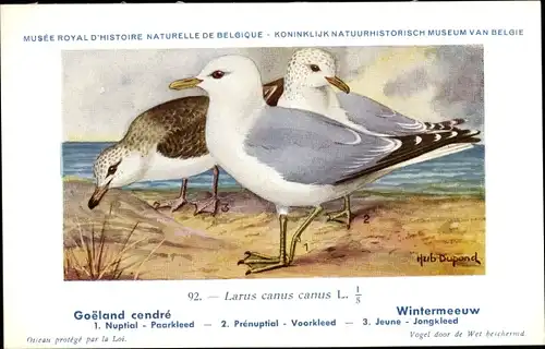 Künstler Ak Dupond, Hub., Larus canus, Sturmmöwe