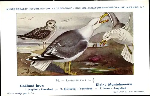 Künstler Ak Dupond, Hub., Larus fuscus, Heringsmöwe
