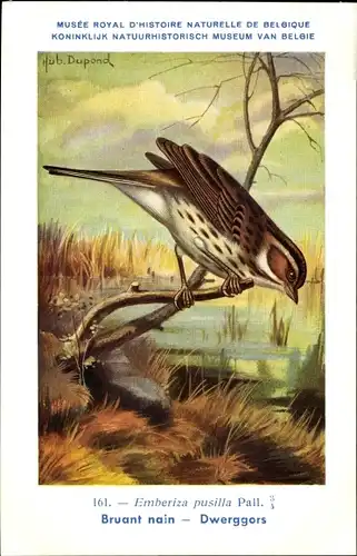 Künstler Ak Dupond, Hub., Emberiza pusilla, Zwergammer