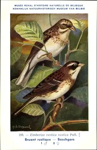 Künstler Ak Dupond, Hub., Emberiza rustica, Waldammer