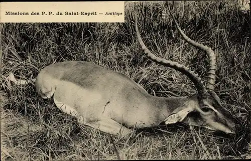 Ak Missions des P.P. du Saint Esprit, liegende Antilope