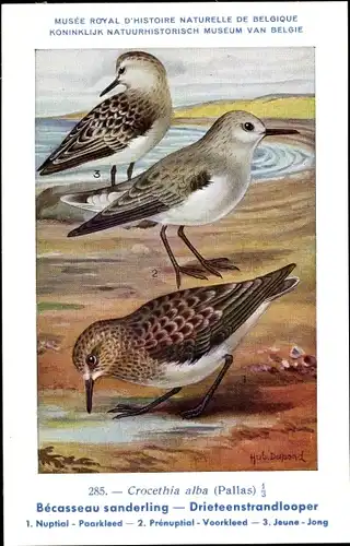 Künstler Ak Dupond, Hub., Crocethia alba, Sanderling